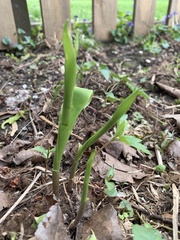 Convallaria
