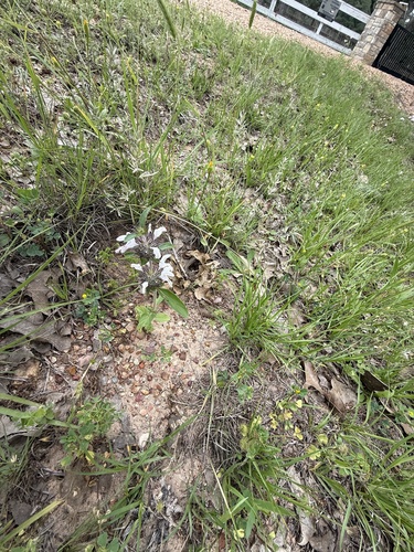 Monarda clinopodioides, photograph 3