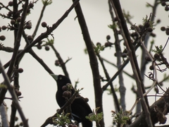Amblycercus holosericeus