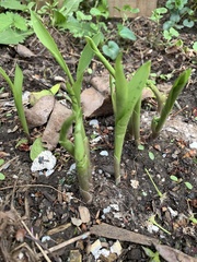Convallaria
