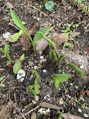 Convallaria
