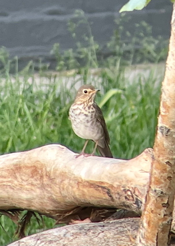 Swainson's Thrush