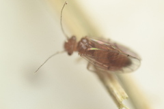 Large-winged Psocid