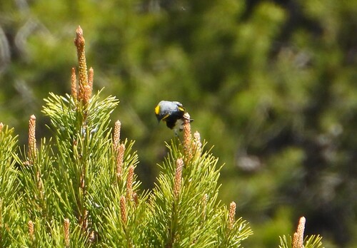 Yellow-rumped Warbler photographed in Wyoming