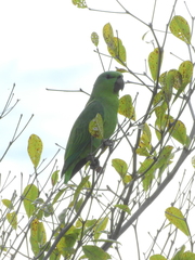 Graydidascalus brachyurus