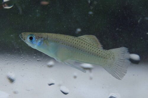 Mangrove gambusia (Gambusia rhizophorae) — Poeciliidae — 4