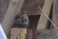 Turdus merula