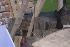 Turdus merula