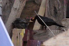 Turdus merula