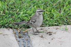 Mimus longicaudatus