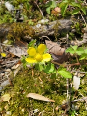 Waldsteinia fragarioides
