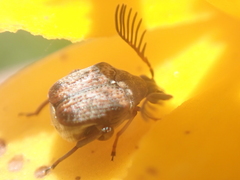 Megacerus