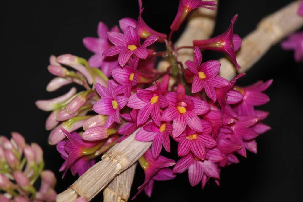 Dendrobium goldschmidtianum Kraenzl.