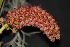 Pinalia rhynchostyloides