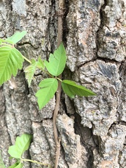 Toxicodendron pubescens