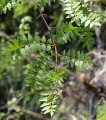 Zanthoxylum piperitum