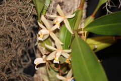 Coelogyne flaccida