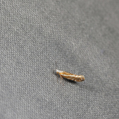 Argyresthia canadensis