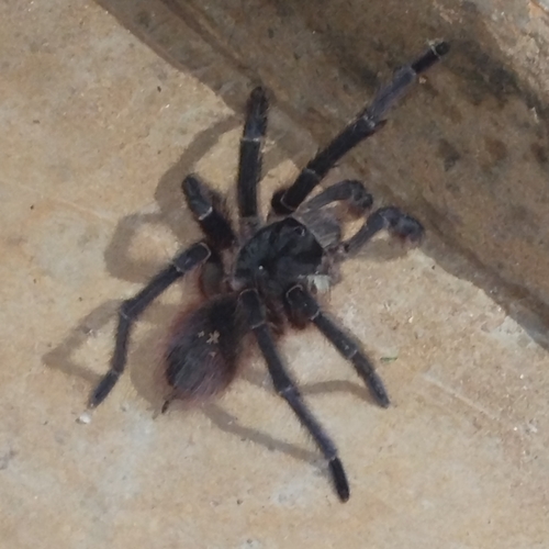 Natal Brown Birdeater