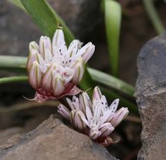 Allium cratericola
