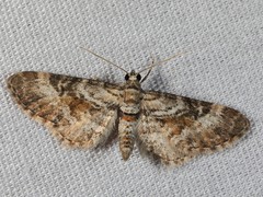 Eupithecia anticaria