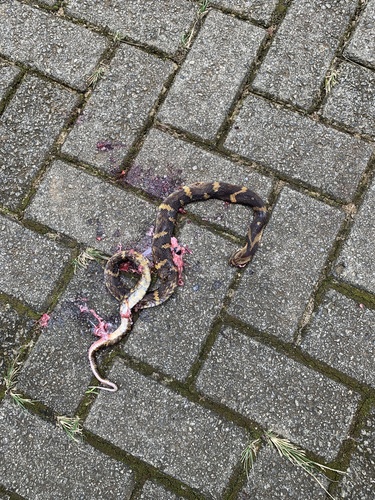 Neuwied's False Fer-de-lance