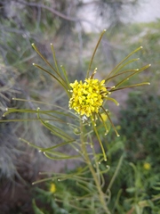 Sisymbrium irio