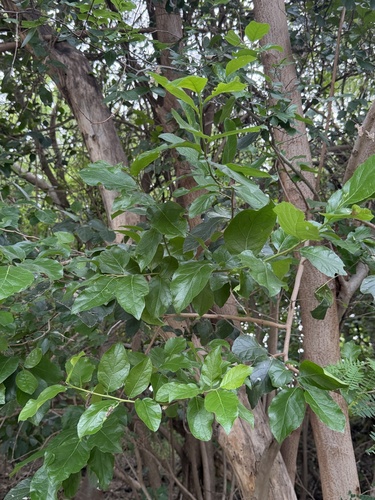 Anacua