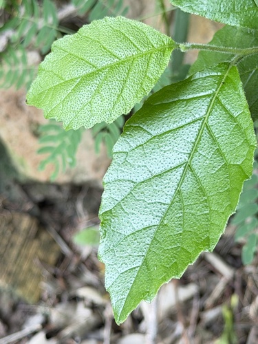 Anacua