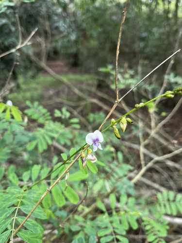 Tephrosia noctiflora observed 2026-05-23