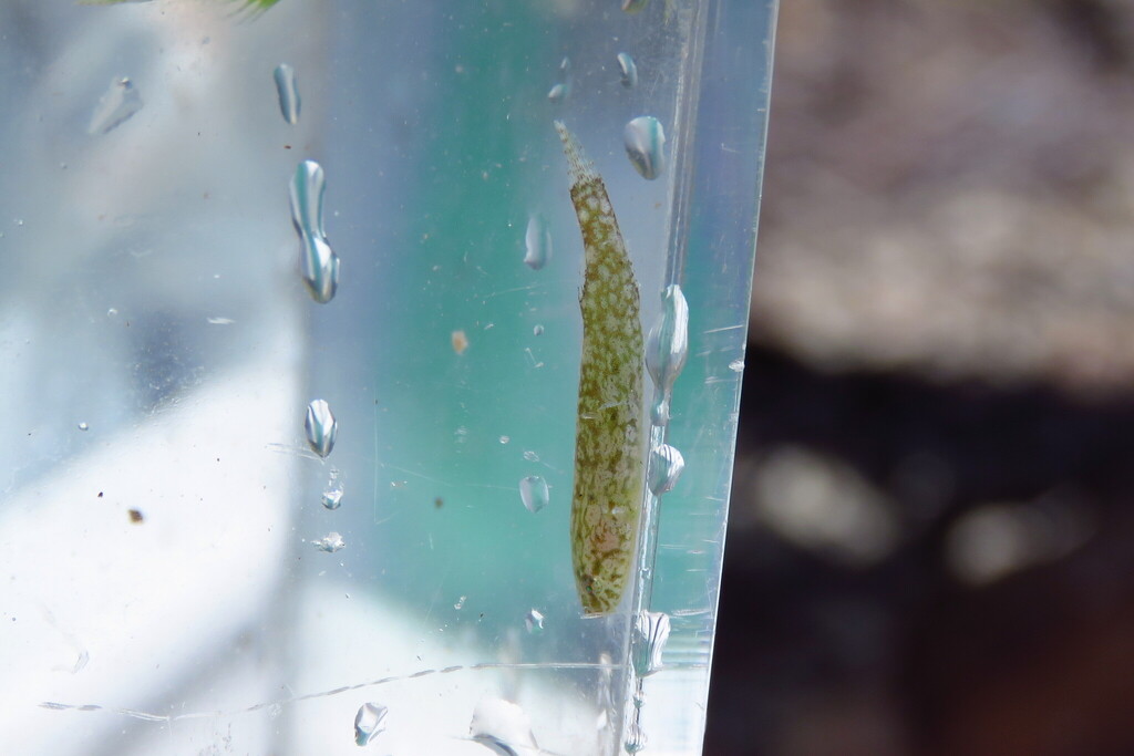 Smaragd-zuigvis (Acyrtops beryllinus) — Gobiesocidae