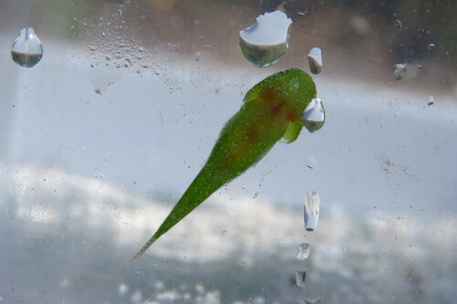 Emerald clingfish (Acyrtops beryllinus) — Gobiesocidae — 4