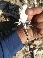 Phrynocephalus scutellatus