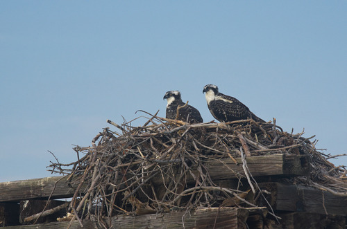 Osprey