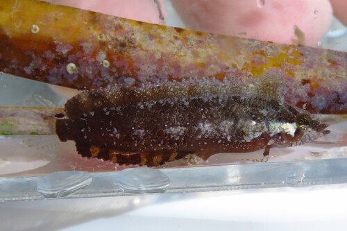 Paraclinus nigripinnis observed 2026-05-21