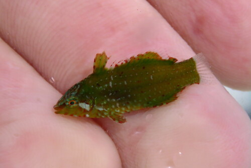 Dwarf wrasse (Doratonotus megalepis) — Labridae — 2