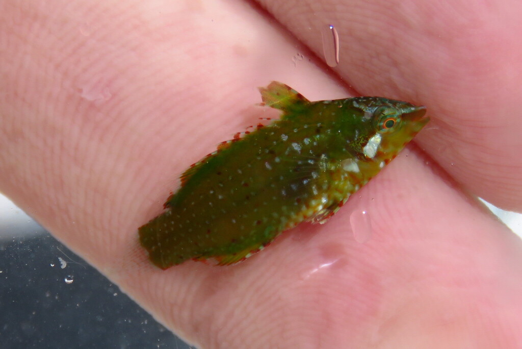 Dwarf wrasse (Doratonotus megalepis) — Labridae