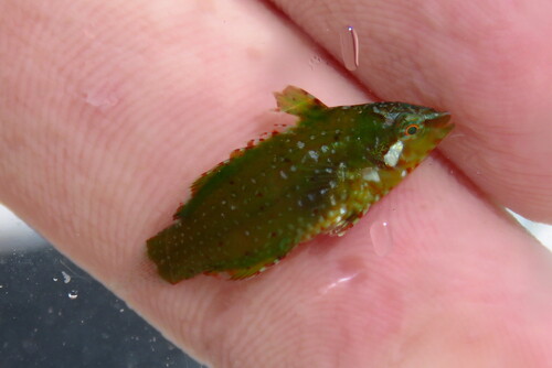 Dwarf wrasse (Doratonotus megalepis) — Labridae