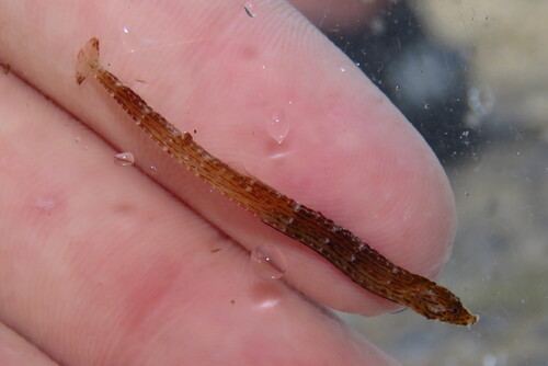 Crested pipefish (Cosmocampus brachycephalus) — Syngnathidae — 2