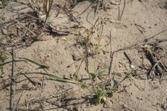 Holosteum glutinosum