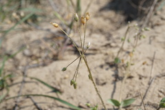 Holosteum glutinosum