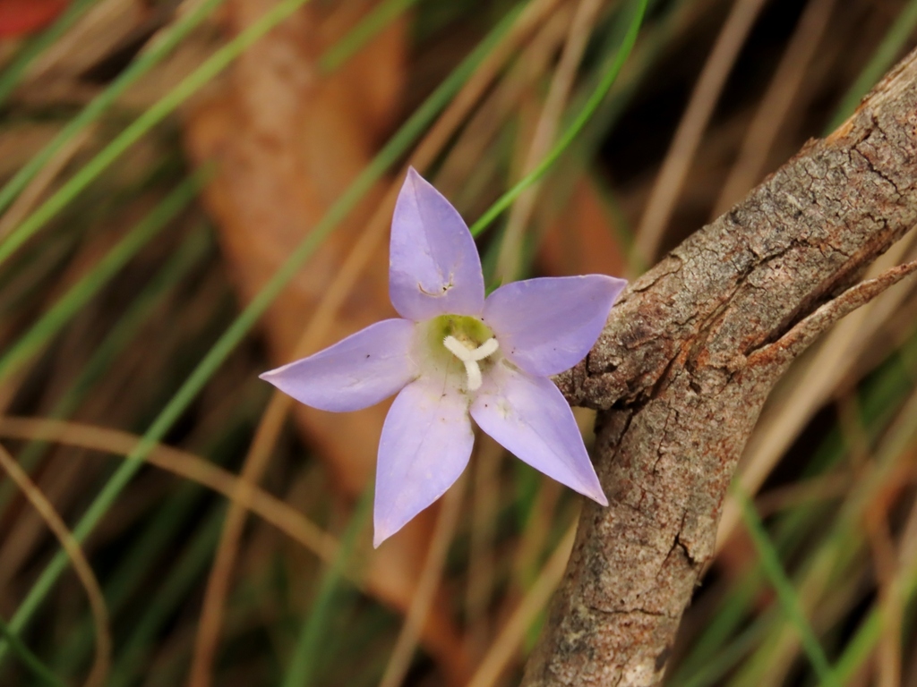 Wahlenbergia stricta; photograph (c) Elspeth Swan, some rights reserved (CC BY)
