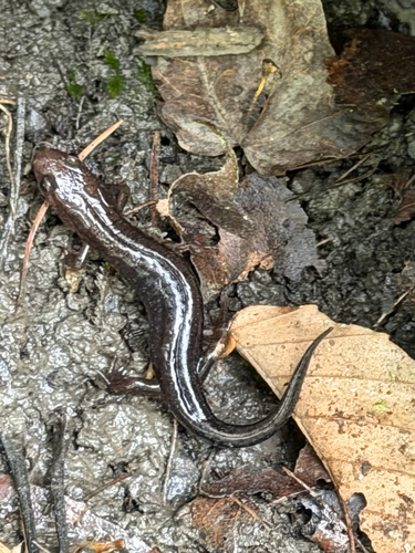 Allegheny Mountain Dusky Salamander