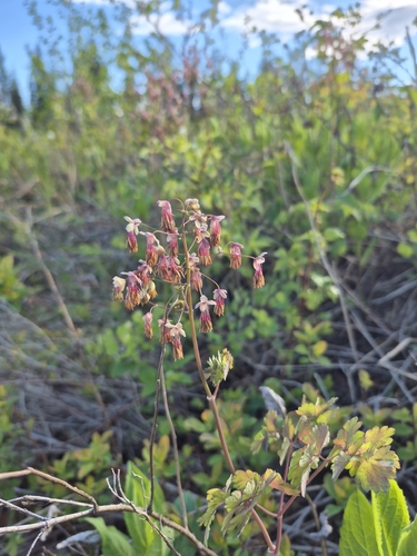 Western Meadow-rue