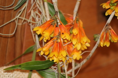 Dendrobium subclausum phlox