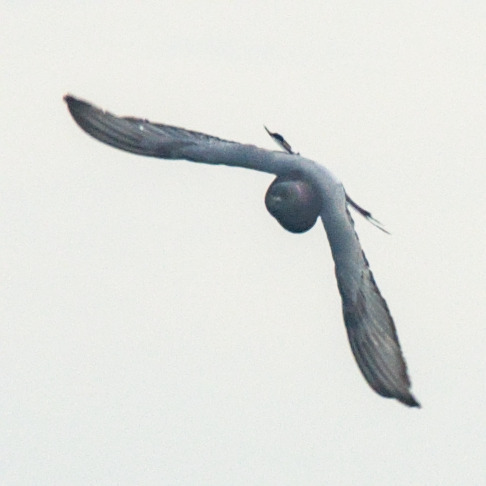 Rock Pigeon