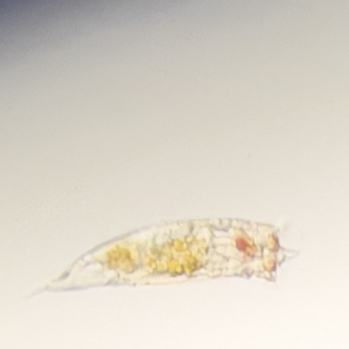 Trichocerca similis