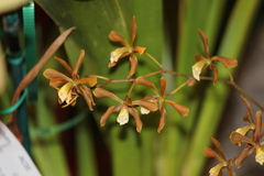 Encyclia candollei