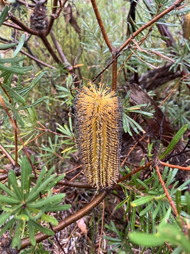 Banksia neoanglica, photograph 3