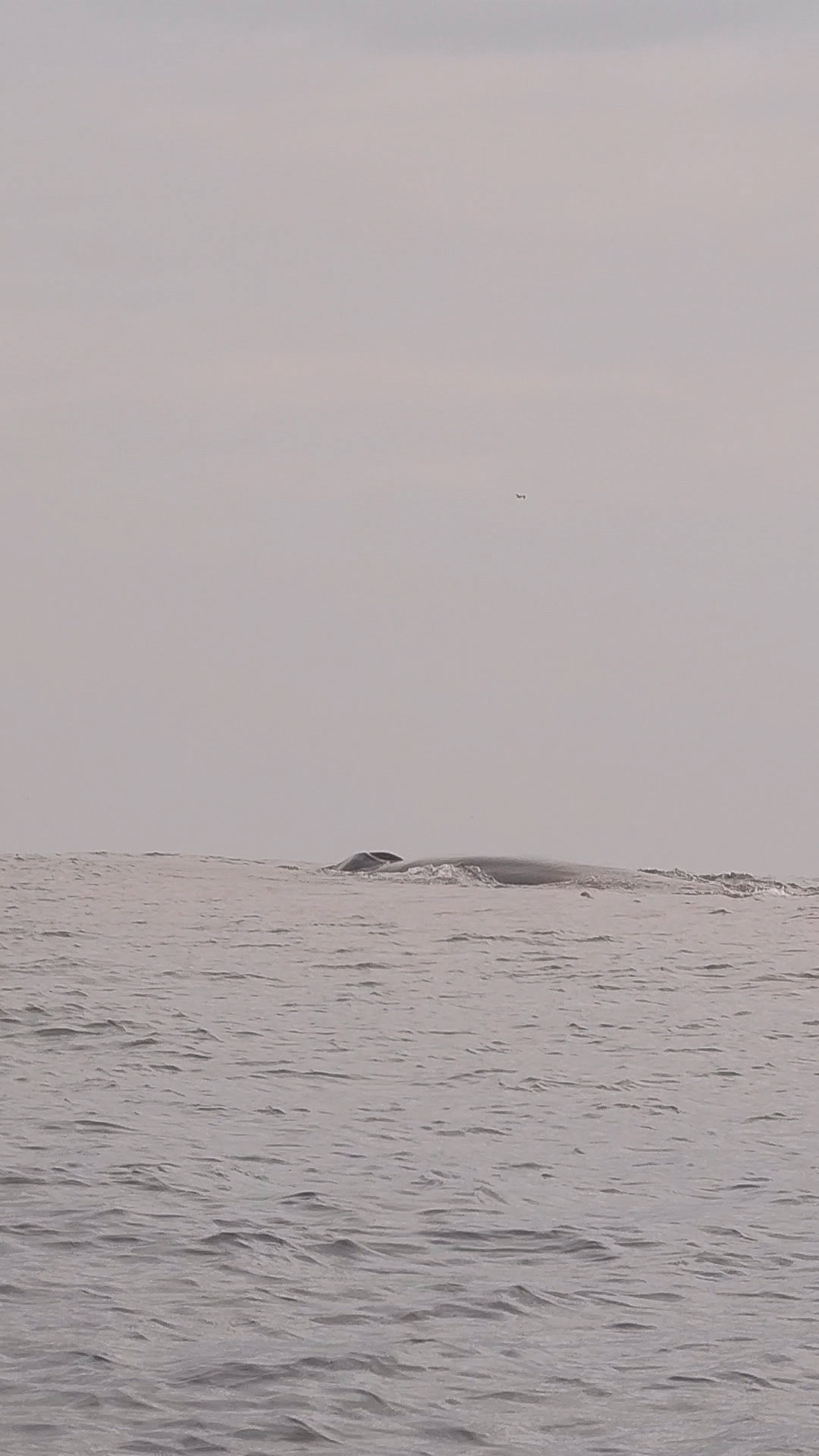 Balaenoptera physalus